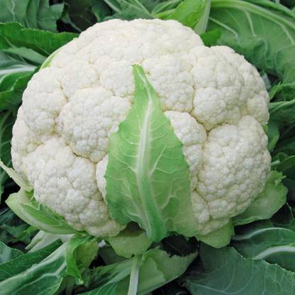 DROXTY ® XII-402-Farm® seeds CAULIFLOWER 100% ORGANIC Seed