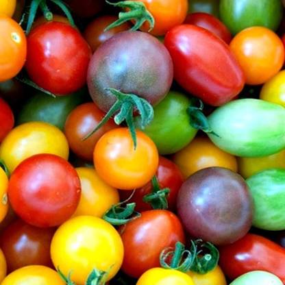 ENINE SYNGENTA ABHINAV Tomato Seeds for Gardening 100 GM Seeds S4 Seed