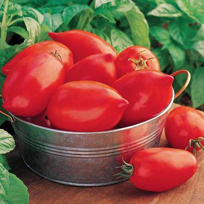VibeX ™ XL-853-Big Mama Hybrid Large Red Paste Tomato Seeds Seed