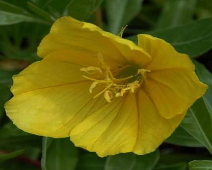 prev EVENING PRIMROSE Seed