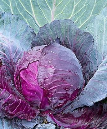 CRGO CABBAGE , PATTAGOBHI , BANDGOBHI Seed