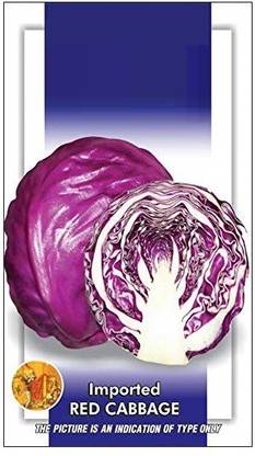DROXTY ® XXL-459-Red Cabbage Imported Exotic Seeds Seed