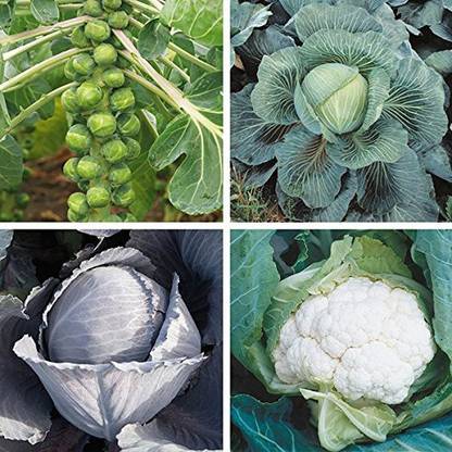 ActrovaX Brussels Sprouts, Cabbage, Cauliflower and Red Cabbage [8000 Seeds] Seed