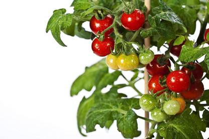 Biosnyg Tiny Tim Tomato Seed