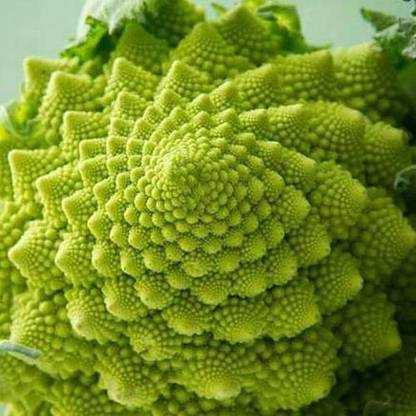 Qualtivate Broccoli Romanesco Seeds Seed