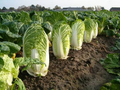 VibeX ® XXL-781-Chines Cabbage Organic F1 Hybird Vegetable Seeds Seed