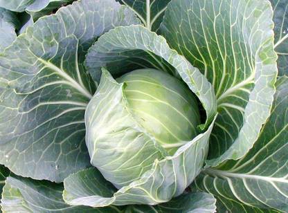 VibeX Cabbage Seed