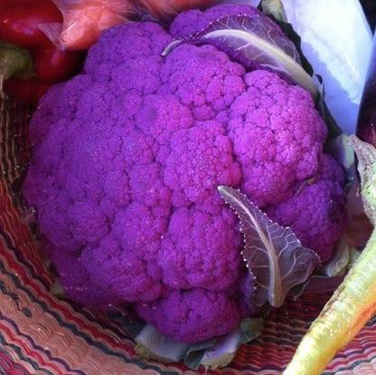 VibeX ™ XII-61-Cauliflower Violetto (Violet) Seeds Seed