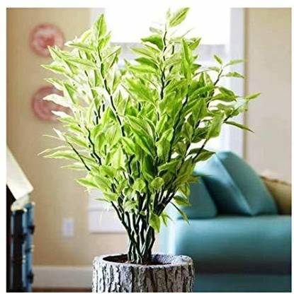 Mohini Plant Pedilanthus Plant