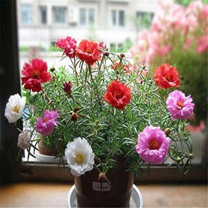 CYBEXIS LX-81 - Portulaca Nau Bajiya 9 O'Clock Flower - (300 Seeds) Seed