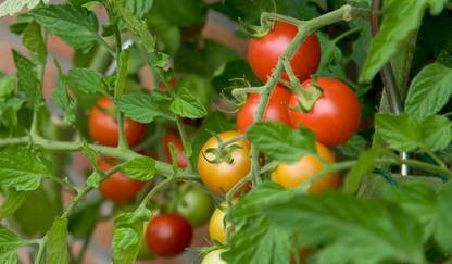 Qualtivate Pusa Ruby Hybrid Tomato Seeds Seed
