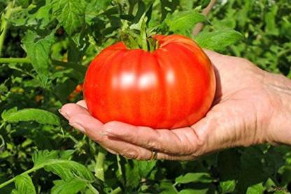 Biosnyg Red Beefsteak Tomato Seeds 5gm Seeds Seed