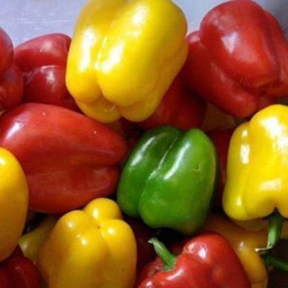 Cheerry Capscium seeds Seed