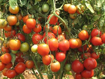 ActrovaX Disease Resistant Tomato F1 Hybrid"Arka Rakshak" [500 Seeds] Seed