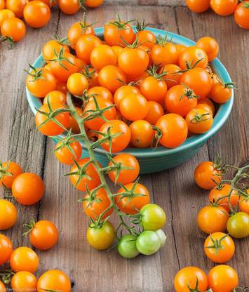 VibeX ™ XL-985-Cherry Sun Gold TomatoHigh Quality Seeds Seed