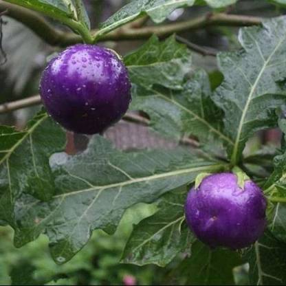 Qualtivate ® Purple Cherry Tomato Garden Organic Heirloom Fruit Seed