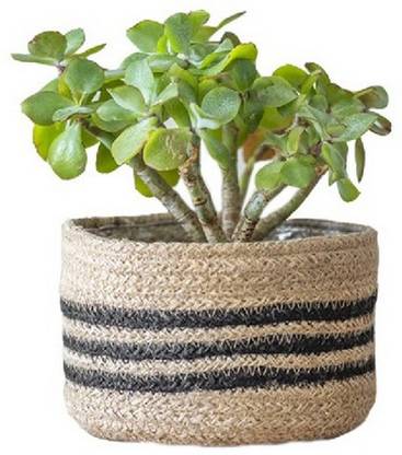 PartyStuff Jute Planter Basket Black Stripe Plant Container Set
