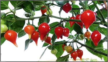 VibeX ® XX-557-Pepper Seeds (Capsicum Chinense) Brazilian Heirloom Seeds Seed