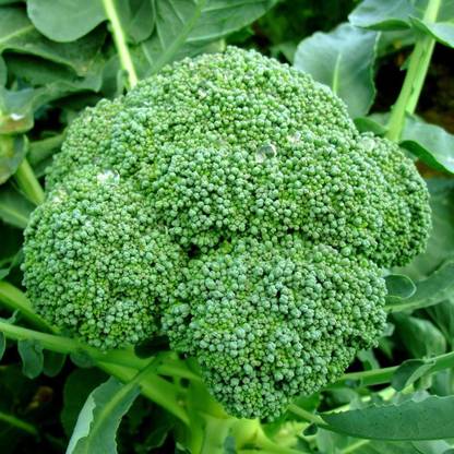 CRGO BROCCOLI Seed