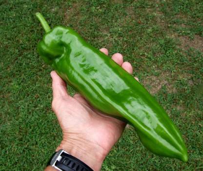 DROXTY ™ XX-1024-PEPPER Large Sweet Italian Frying Capsicum Annuum Seeds Seed