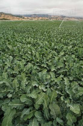 VibeX ™ XXL-349-Broccoli seeds chinese variety F1 hybrid vegetable Seed