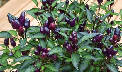 VibeX ® XX-861-Black Prince Chilli Pepper Imported Seeds Seed