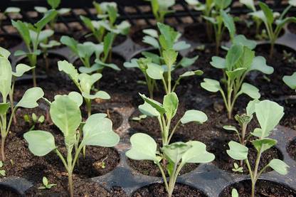 VibeX Broccoli Seed