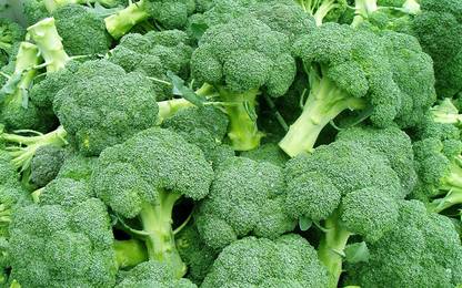VibeX Broccoli Seed