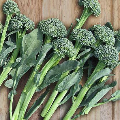 VibeX ® XXL-460-FARM Hybrid Broccoli Seed Seed