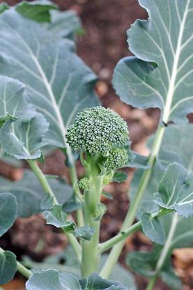 CRGO BROCCOLI Seed