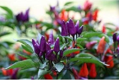 VibeX ® XX-185-Ornamental Chilli Seeds Seed