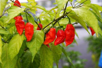 Qualtivate ™ Bhut Jolokia Pepper (Ghost Chilli) Seeds Seed