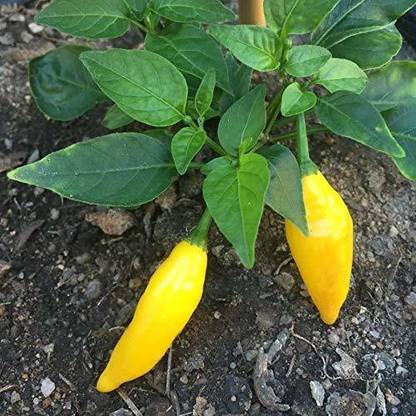 VibeX ® XX-1393-Aji Lemon Chilli Pepper Seeds,Best Quality Imported Seed