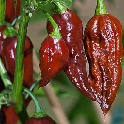 DROXTY ® XX-137-Chocolate Ghost Pepper Chilli Seeds Seed