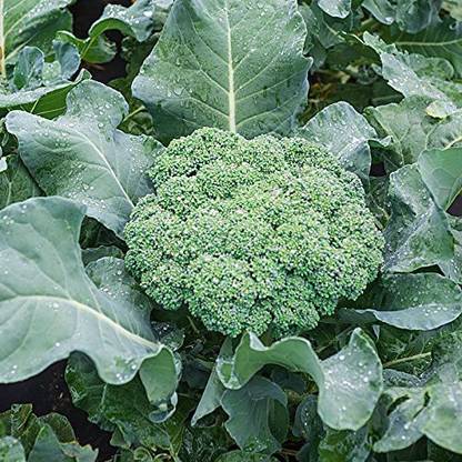 VibeX Broccoli Seed