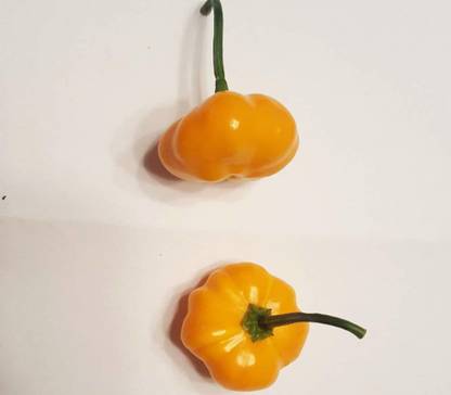 Qualtivate ™ Hot Chilli Pepper Aji Brazilian Starfish Yellow Pepper Seeds Seed