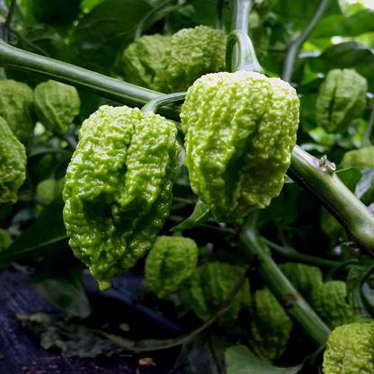 prev XX-365-Chocolate Naga Viper Pepper Chilli Imported Seeds Seed