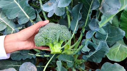 CRGO BROCCOLI Seed
