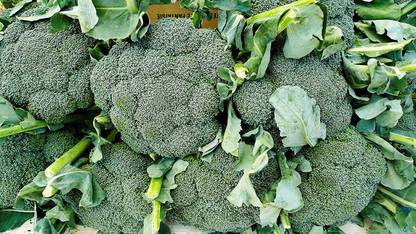 Qualtivate ™ Broccoli Bulk Seeds Pack Seed