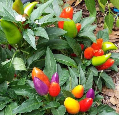 VibeX ® XX-957-Chilli seeds Rainbow Hot Pepper Chilli Vegetable Seed