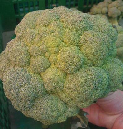 VibeX Broccoli Seed Seed