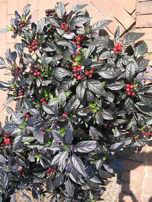DROXTY ® XX-273-Black Pearl Pepper Chilli Seeds Seed