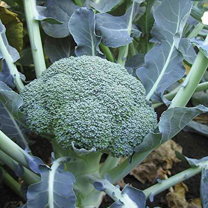 VibeX Broccoli Seed