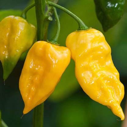 Qualtivate ™ Habanero Lemon Hot Chili Pepper Seeds,Exotic Chilli Seeds Seed