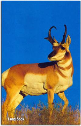 Mytree 31 Cm x 21 Cm Regular Notebook Single line 250 Pages