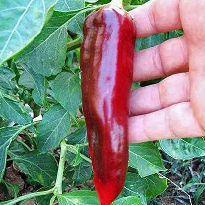 DROXTY ™ XX-220-Big Jim Hybrid Giant Chilli Seeds Seed