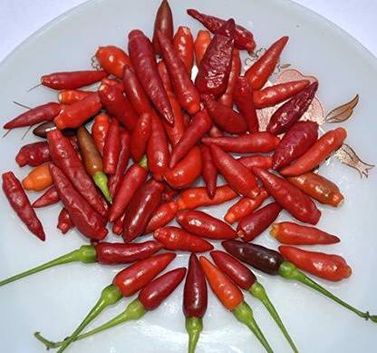 DROXTY ® XX-1179-Birds Eye Chilly Kanthari Milaga Tiny chillies seeds from Kerala Seed