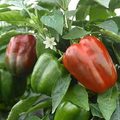 DIOART ® XX-18-Organic Desi Capsicum California Seeds Seed