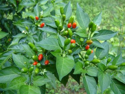 VibeX XX-117-Organic Bird Eye Chilli - Kanthari Mulaku, Thai Pepper, Tiny Chilli Seed
