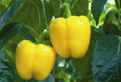 VibeX ™ XX-185-Capsicum Imported Yellow Wonder Seed